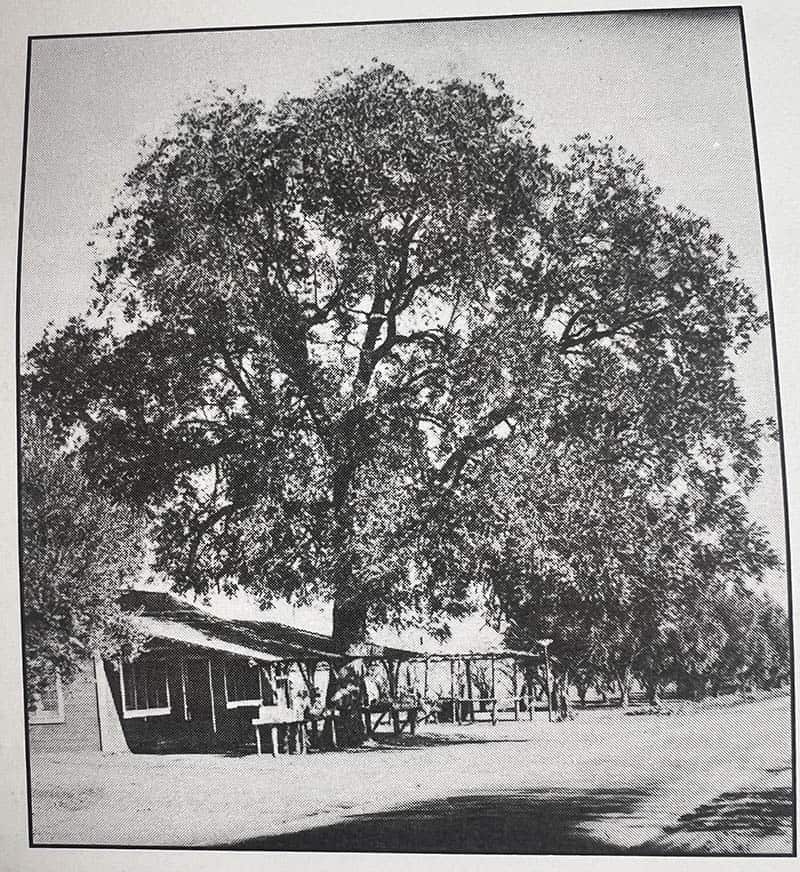 A large walnut tree hovers over the original Nut Tree fruit stand.